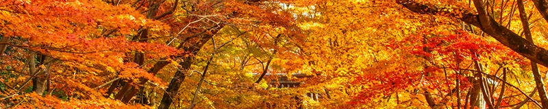 秋の花・自然風景