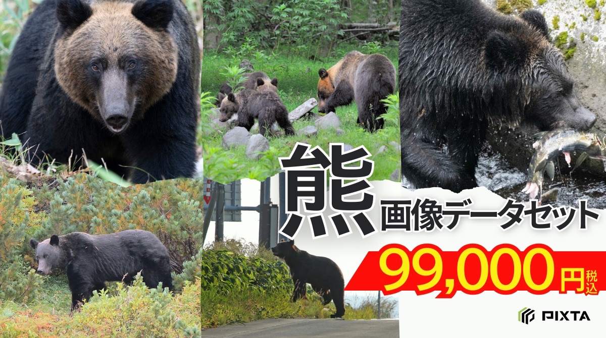 クマ画像データセット_アイキャッチ_大_.jpeg