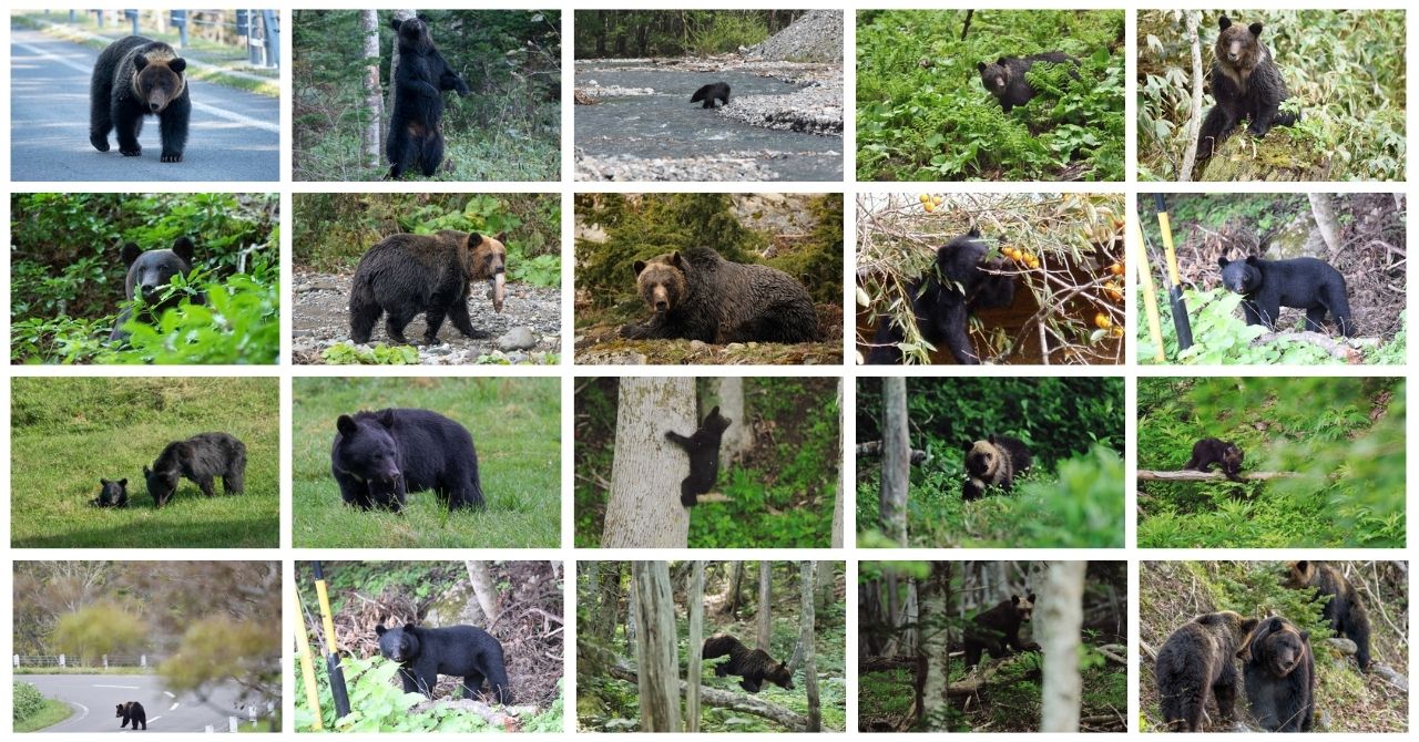 熊画像データセット_サンプル.jpg