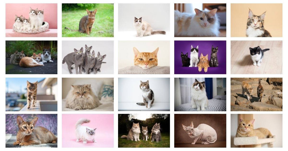 猫種画像_サンプル.jpg